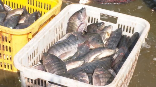 景洪內陸水產養殖 水上春耕按下加速鍵，產銷一體化激活新動能