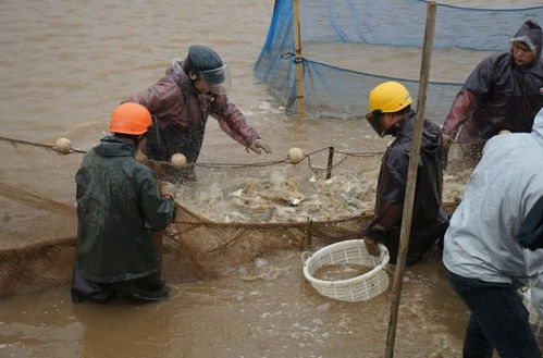 珠海金灣區黃鰭鯛滯銷問題緩解，內陸水產養殖銷售助力市場回暖