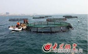 從海洋到餐桌 水產養殖與加工產業鏈的全面解析